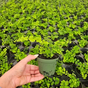 Maidenhair Fragrans Fern Live Plant - Adiantum Raddianum, 4 Inch Pot, Indoor - Image 4