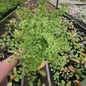 Maidenhair Fragrans Fern Live Plant, Adiantum Raddianum, 6 Inch Pot, Indoor - Image 4