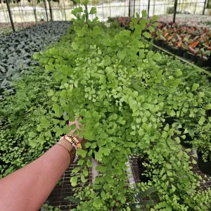 Maidenhair Fragrans Fern Live Plant, Adiantum Raddianum, 6 Inch Pot, Indoor - Image 5