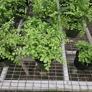 Maidenhair Fragrans Fern Live Plant, Adiantum Raddianum, 6 Inch Pot, Indoor - Image 6