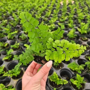 Maidenhair Fritz Fern Live Plant – Adiantum Raddianum – Potted Houseplant, 4 Inch Pot - Image 3
