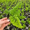 Maidenhair Fritz Fern Live Plant – Adiantum Raddianum – Potted Houseplant, 4 Inch Pot - Image 1