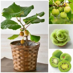 Male Kiwi Plant Live 6-12 Inch Tall - Hardy Fruit Vine for Trellis, Outdoor - Image 2