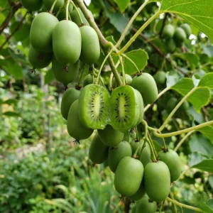 Male Kiwi Plant Live 6-12 Inch Tall - Hardy Fruit Vine for Trellis, Outdoor - Image 5