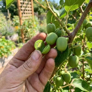 Male Kiwi Plant Live 6-12 Inch Tall - Hardy Fruit Vine for Trellis, Outdoor - Image 7