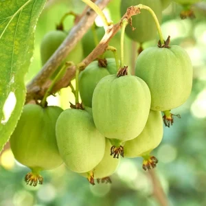 Male Kiwi Plant Live 6-12 Inch Tall - Hardy Fruit Vine for Trellis, Outdoor - Image 1
