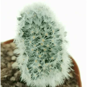 Mammillaria Baumii Crested Cactus Plant – Live Succulent Plant – 4