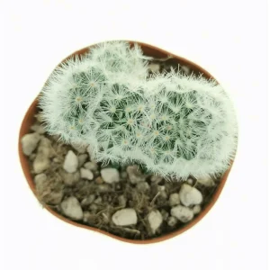 Mammillaria Baumii Crested Cactus Plant – Live Succulent Plant – 4