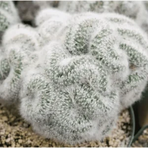 Mammillaria Baumii Crested Cactus Plant – Live Succulent Plant – 4