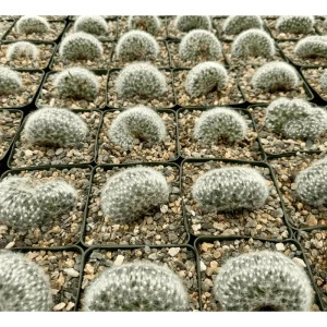 Mammillaria Baumii Crested Cactus Plant – Live Succulent Plant – 4