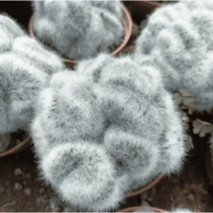 Mammillaria Baumii Crested Cactus Plant – Live Succulent Plant – 4