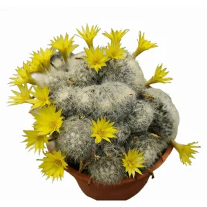 Mammillaria Baumii Crested Cactus Plant – Live Succulent Plant – 4