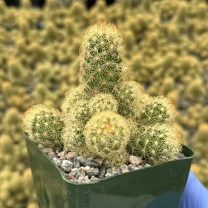Mammillaria Elongata Ladyfinger Cactus Live Plant Cluster - Golden Stars Succulent - Image 2