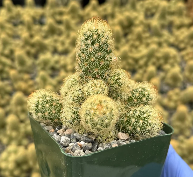 Mammillaria Elongata Ladyfinger Cactus Live Plant Cluster - Golden Stars Succulent - Image 2