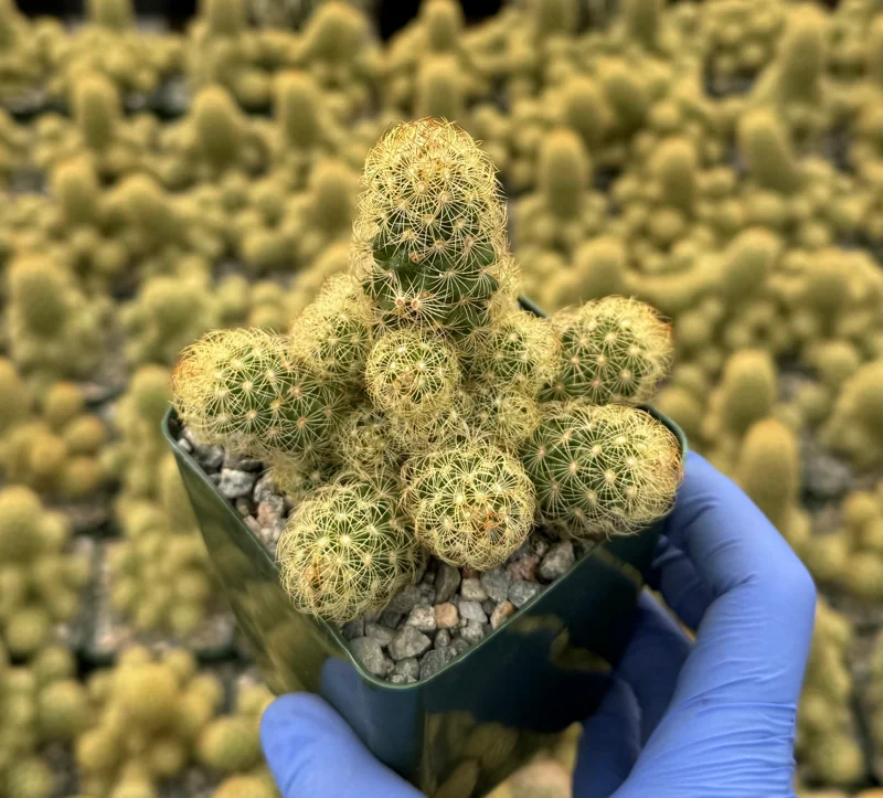Mammillaria Elongata Ladyfinger Cactus Live Plant - Golden Stars Succulent Indoor/Outdoor - Image 3