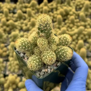 Mammillaria Elongata Ladyfinger Cactus Live Plant Cluster - Golden Stars Succulent - Image 3