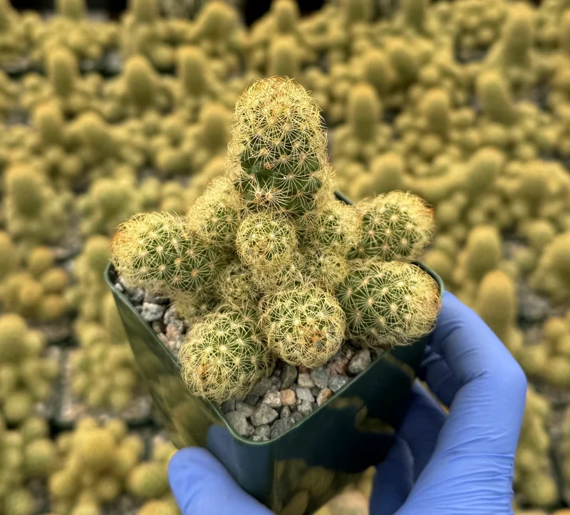 Mammillaria Elongata Ladyfinger Cactus Live Plant Cluster - Golden Stars Succulent - Image 3