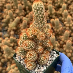 Mammillaria Elongata Ladyfinger Cactus Live Plant Cluster - Golden Stars Succulent - Image 4