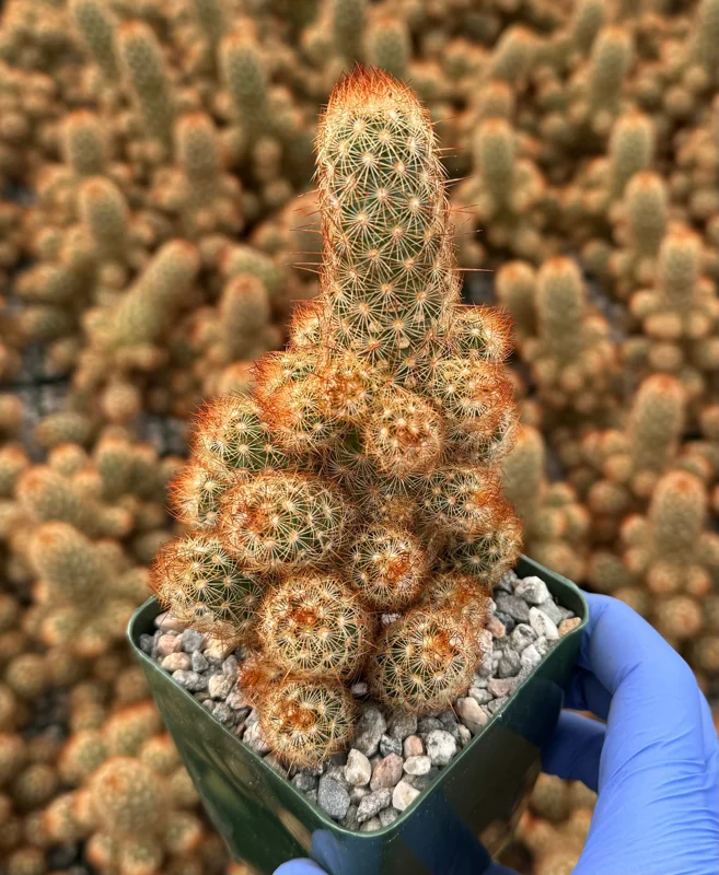 Mammillaria Elongata Ladyfinger Cactus Live Plant Cluster - Golden Stars Succulent - Image 4