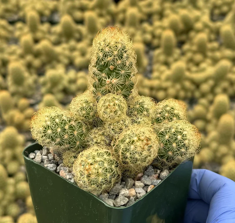Mammillaria Elongata Ladyfinger Cactus Live Plant Cluster - Golden Stars Succulent - Image 1
