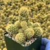 Mammillaria Elongata Ladyfinger Cactus Live Plant - Golden Stars Succulent Indoor/Outdoor - Image 1