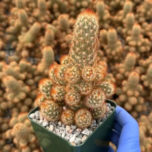 Mammillaria Elongata Ladyfinger Cactus Live Plant - Golden Stars Succulent Indoor/Outdoor - Image 5
