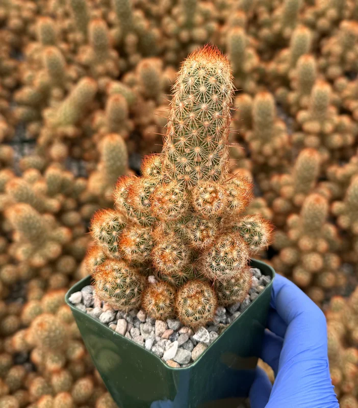 Mammillaria Elongata Ladyfinger Cactus Live Plant - Golden Stars Succulent Indoor/Outdoor - Image 5