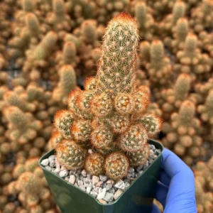 Mammillaria Elongata Ladyfinger Cactus Live Plant Cluster - Golden Stars Succulent - Image 5
