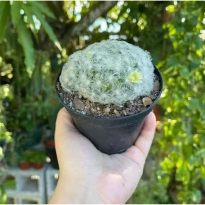 Mammillaria Plumosa Live Plant - White Feather Cactus - 3.5