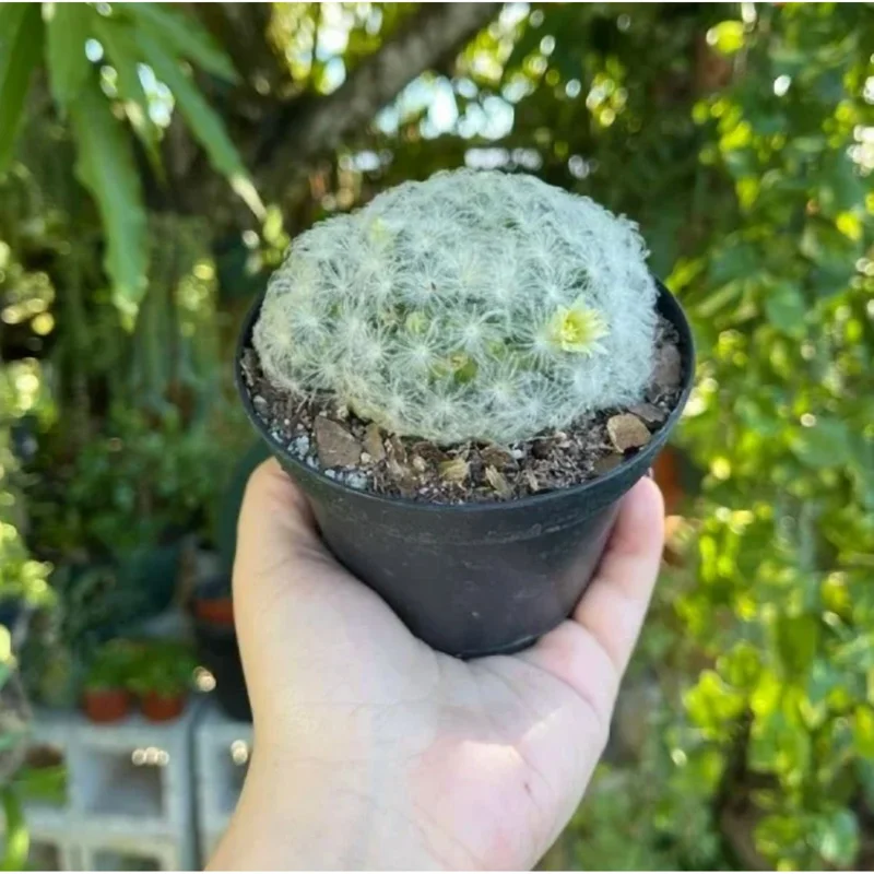 Mammillaria Plumosa Live Plant - White Feather Cactus - 3.5" Pot - Image 2