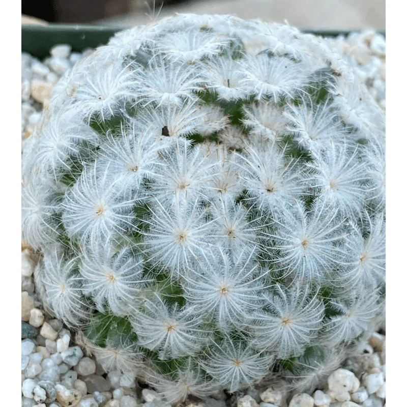 Mammillaria Plumosa Live Plant - White Feather Cactus - 3.5" Pot - Image 3