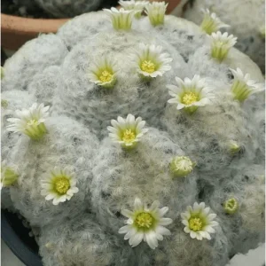 Mammillaria Plumosa Live Plant - White Feather Cactus - 3.5