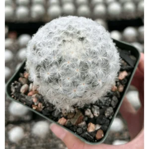 Mammillaria Plumosa Live Plant - White Feather Cactus - 3.5