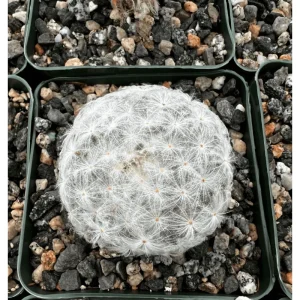 Mammillaria Plumosa Live Plant - White Feather Cactus - 3.5