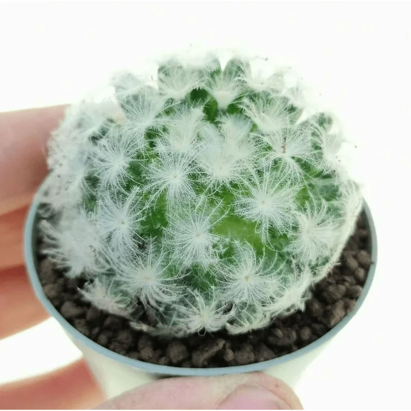Mammillaria Plumosa Live Plant - White Feather Cactus - 3.5" Pot - Image 1