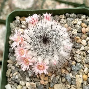 Mammillaria Ritteriana Live Cactus Plant – 4 Inch Pot – Blooming Snowball Cactus - Image 2