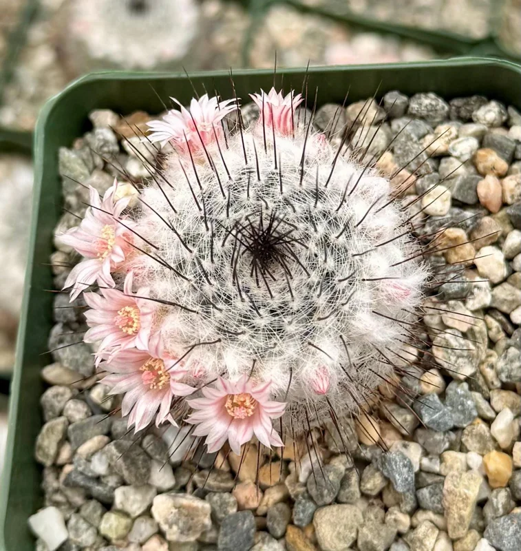 Mammillaria Ritteriana Live Cactus Plant – 4 Inch Pot – Blooming Snowball Cactus - Image 2