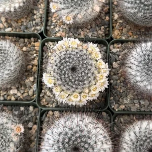 Mammillaria Ritteriana Live Cactus Plant – 4 Inch Pot – Blooming Snowball Cactus - Image 3