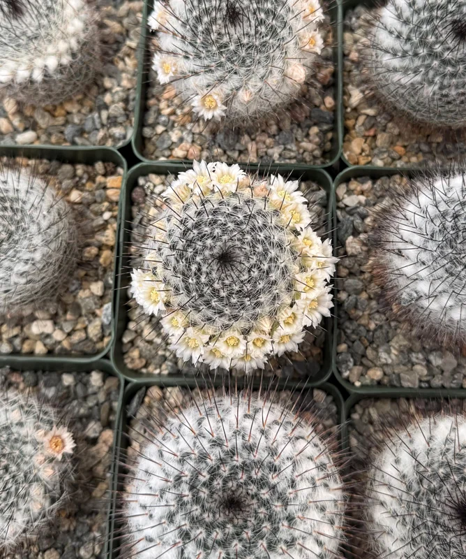 Mammillaria Ritteriana Live Cactus Plant – 4 Inch Pot – Blooming Snowball Cactus - Image 3