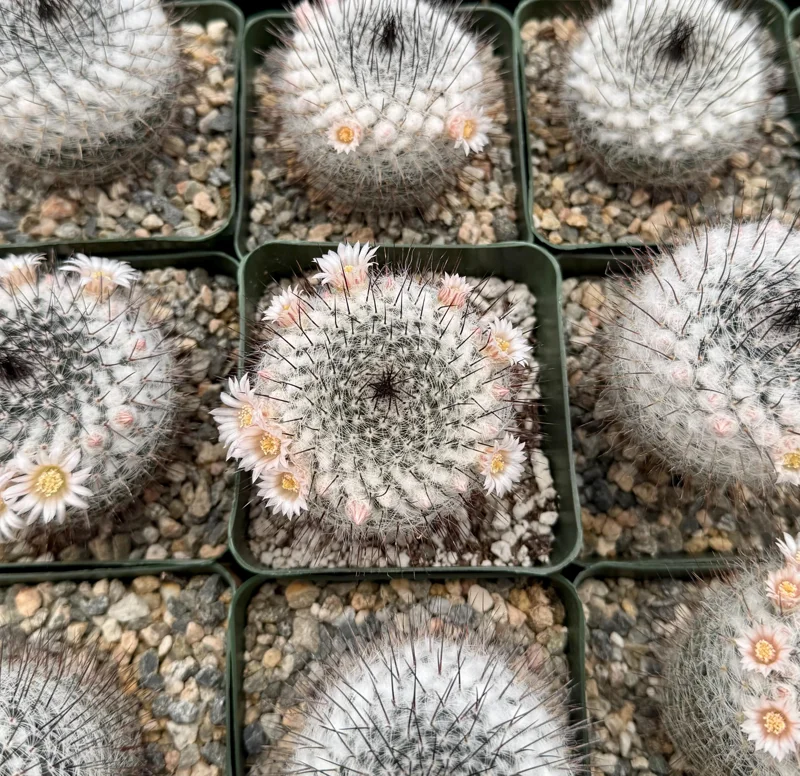 Mammillaria Ritteriana Live Cactus Plant – 4 Inch Pot – Blooming Snowball Cactus - Image 4