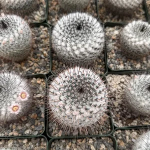 Mammillaria Ritteriana Live Cactus Plant – 4 Inch Pot – Blooming Snowball Cactus - Image 5