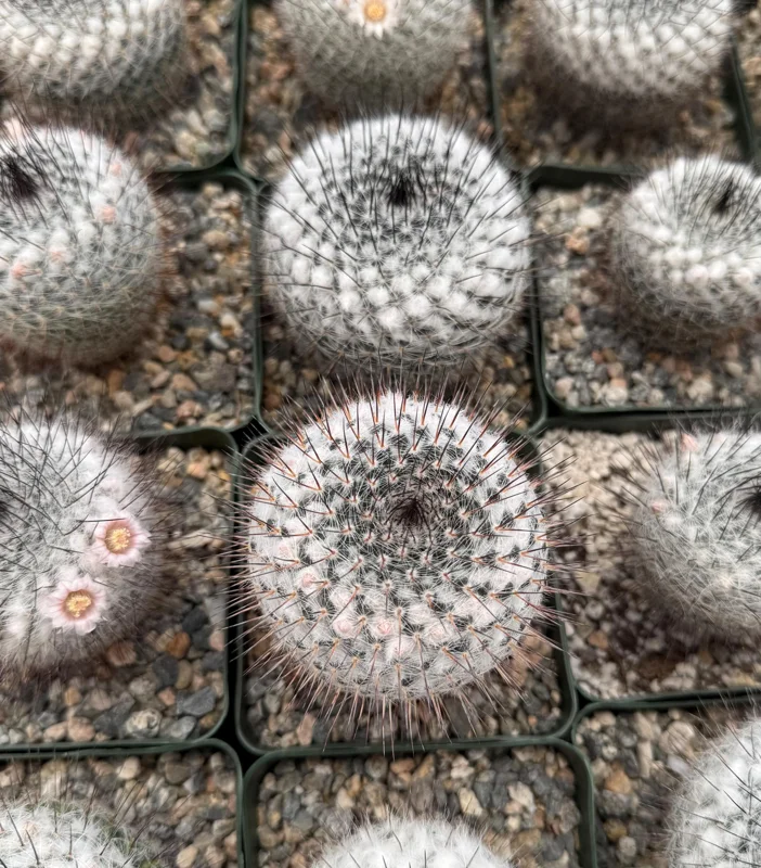 Mammillaria Ritteriana Live Cactus Plant – 4 Inch Pot – Blooming Snowball Cactus - Image 5