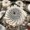 Mammillaria Ritteriana Live Cactus Plant – 4 Inch Pot – Blooming Snowball Cactus - Image 1