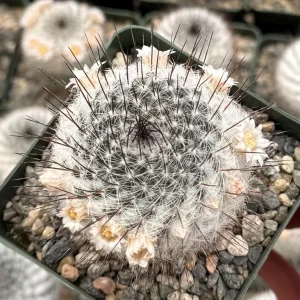 Mammillaria Ritteriana Live Cactus Plant – 4 Inch Pot – Blooming Snowball Cactus - Image 1