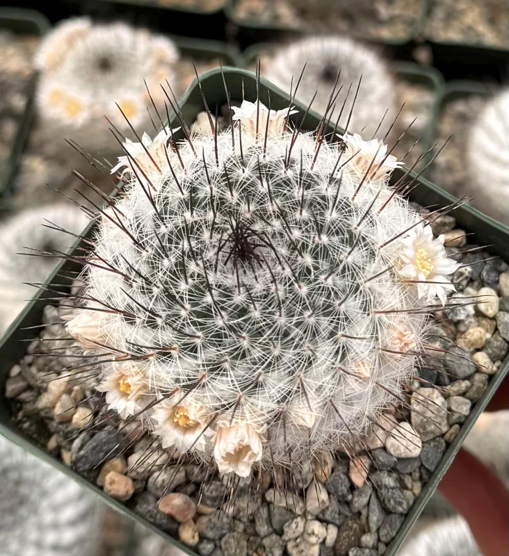 Mammillaria Ritteriana Live Cactus Plant – 4 Inch Pot – Blooming Snowball Cactus - Image 1