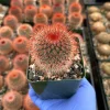 Mammillaria Spinosissima Live Cactus - Red Head Irishman - 4 Inch Pot - Indoor/Outdoor - Image 1