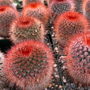 Mammillaria Spinosissima Live Cactus - Red Head Irishman - 4 Inch Pot - Indoor/Outdoor - Image 2