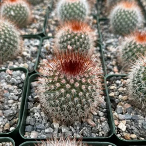 Mammillaria Spinosissima Live Cactus - Red Head Irishman - 4 Inch Pot - Indoor/Outdoor - Image 3