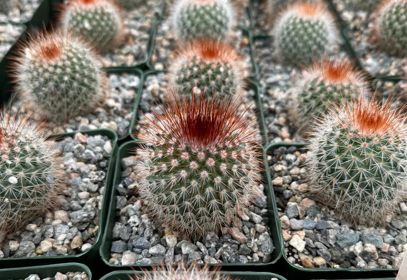 Mammillaria Spinosissima Live Cactus - Red Head Irishman - 4 Inch Pot - Indoor/Outdoor - Image 3