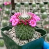 Mammillaria Spinosissima Un Pico Live Cactus Plant – 4 Inch Pot – Blooming - Image 1